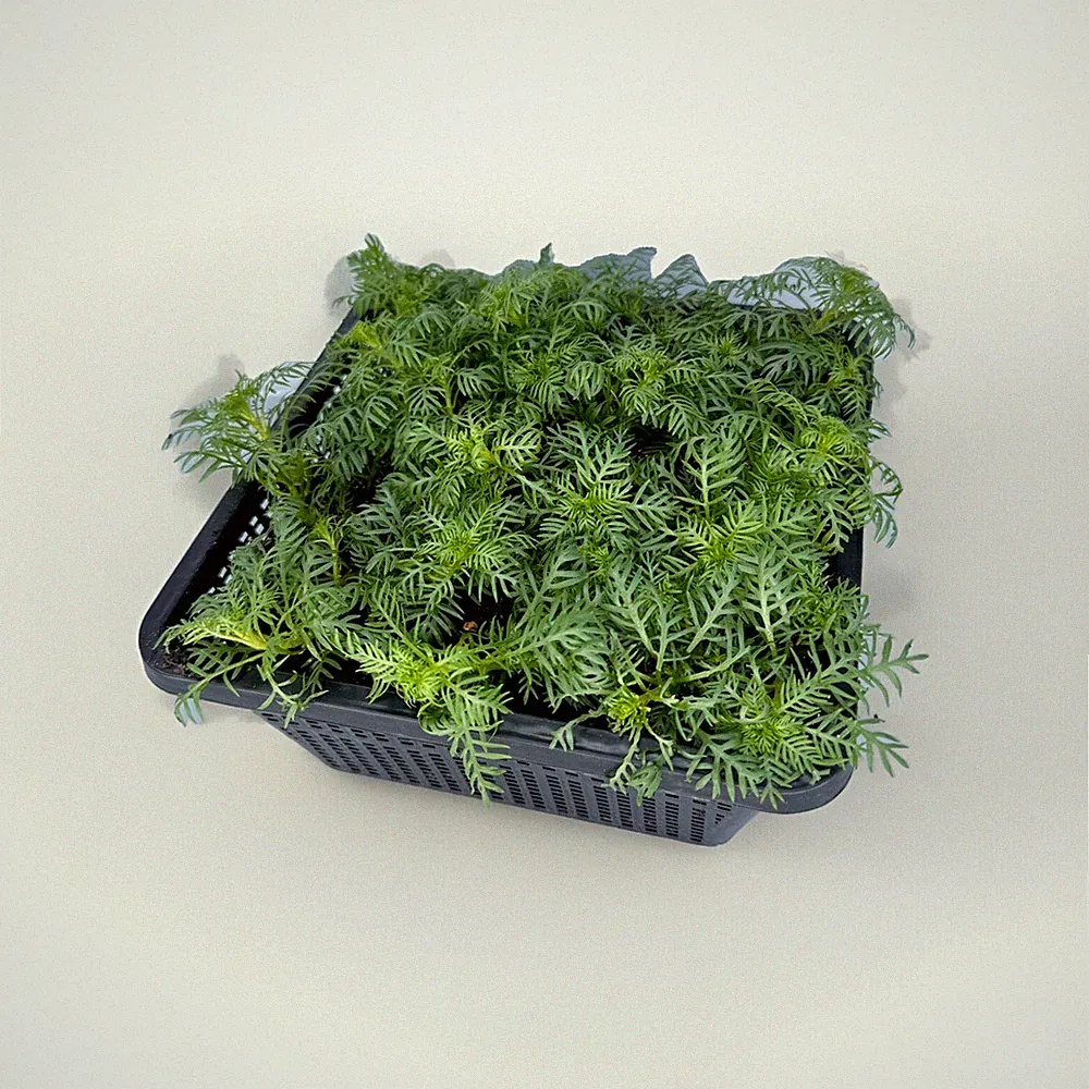 Wasserpflanzen Wolff Hottonia palustris Wasserfeder 4er Set mit Pflanzkorb
